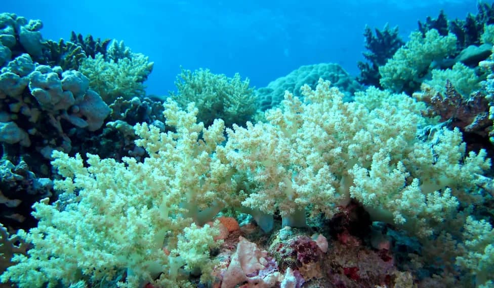 Underwater Drones Rediscover Living Coral Reef Off Benin — Teeming With Fish and Corals