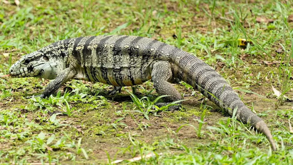 Not Just Pythons: Argentine Tegus Invade the Everglades and Raid Alligator Nests