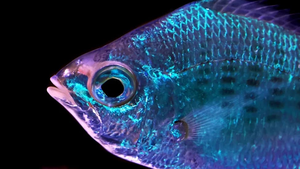 Fish Skin That 'Senses' Light: Cobalt Silversides Show Rapid, Blue-Sensitive Iridophore Responses