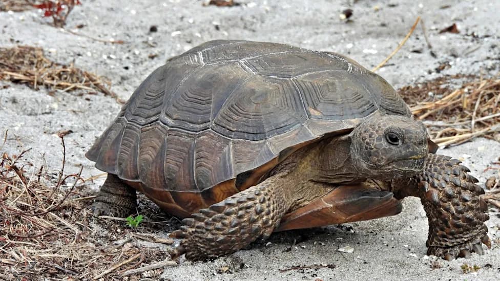 Florida's Gopher Tortoise Declared Critically Endangered After 80% Population Collapse