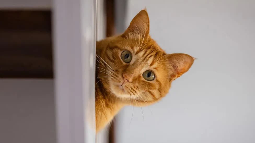 Pet-Friendly Rental Searches Plunge After Renters' Rights Act — Rightmove Data Shows 50%+ Drop