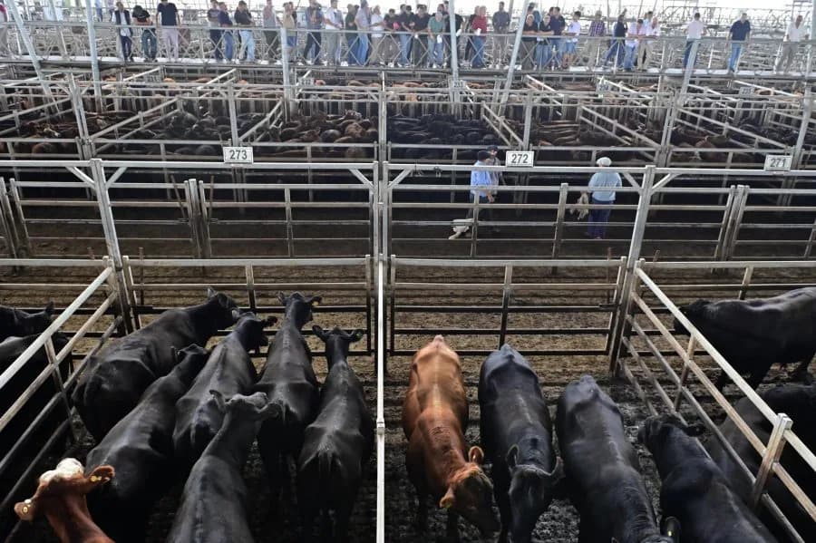 USDA Lifts Year-Long Ban on Mexican Cattle Imports; Douglas, Arizona, Set to Reopen Aug. 24
