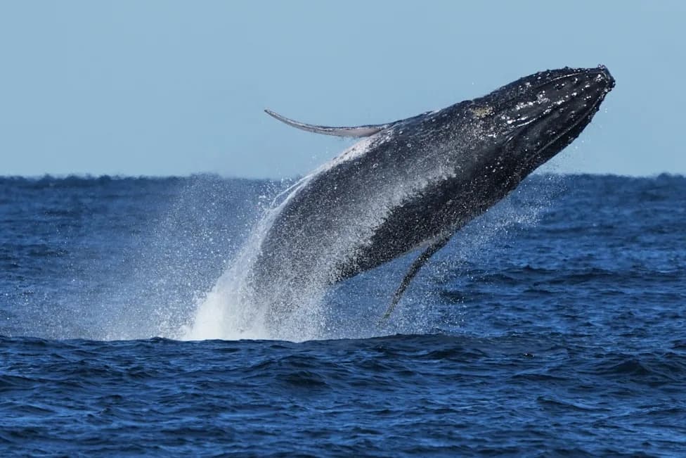 Nearly 300 Humpbacks Form Rare 'Supergroup' Off South Africa — Recovery Bright, But Ship Traffic Poses New Threat