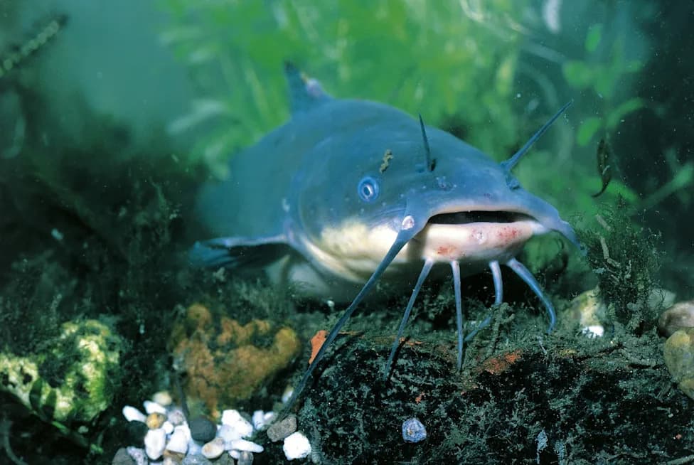Scientists Identify First Likely Transmissible Cancer in Wild Catfish from Lake Memphremagog