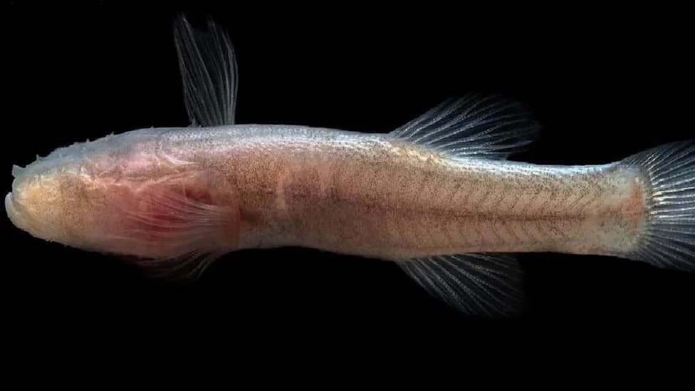 New Eyeless 'Demogorgon' Fish Discovered in Alabama Cave — A Species So Distinct It Earned Its Own Genus