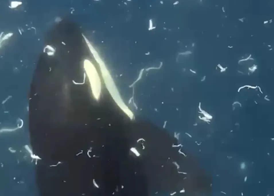 Gulf of California Orcas Use Precision 'Hold-and-Ram' to Shatter Giant Sunfish