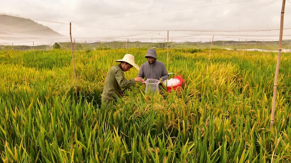 Native HUAXU Gene Enables >99% Clonal Reproduction of Hybrid Rice, Potentially Slashing Seed Costs