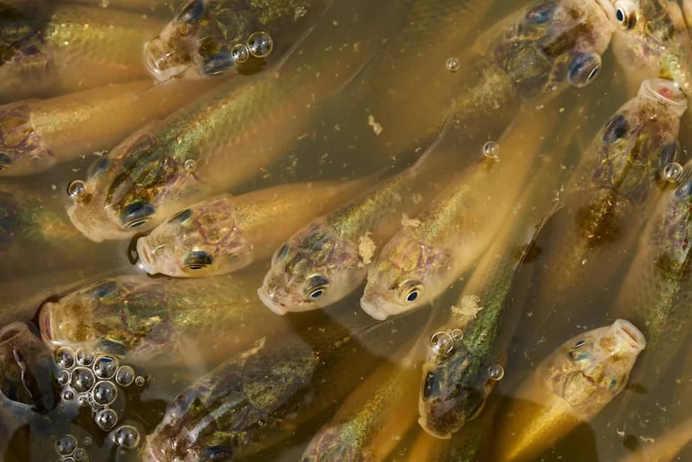 Invasive Prussian Carp Swarm Calgary Stormwater Pond, Raising Spread and Ecosystem Concerns