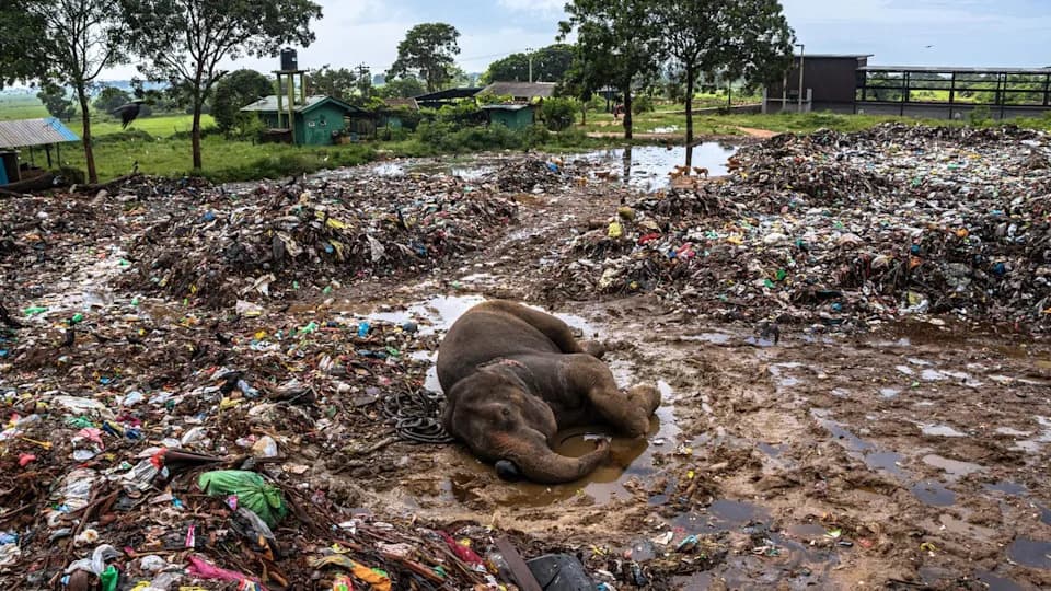 Award-Winning Photo of Elephant Dying in Sri Lankan Dump Wins Again — But the Crisis Remains