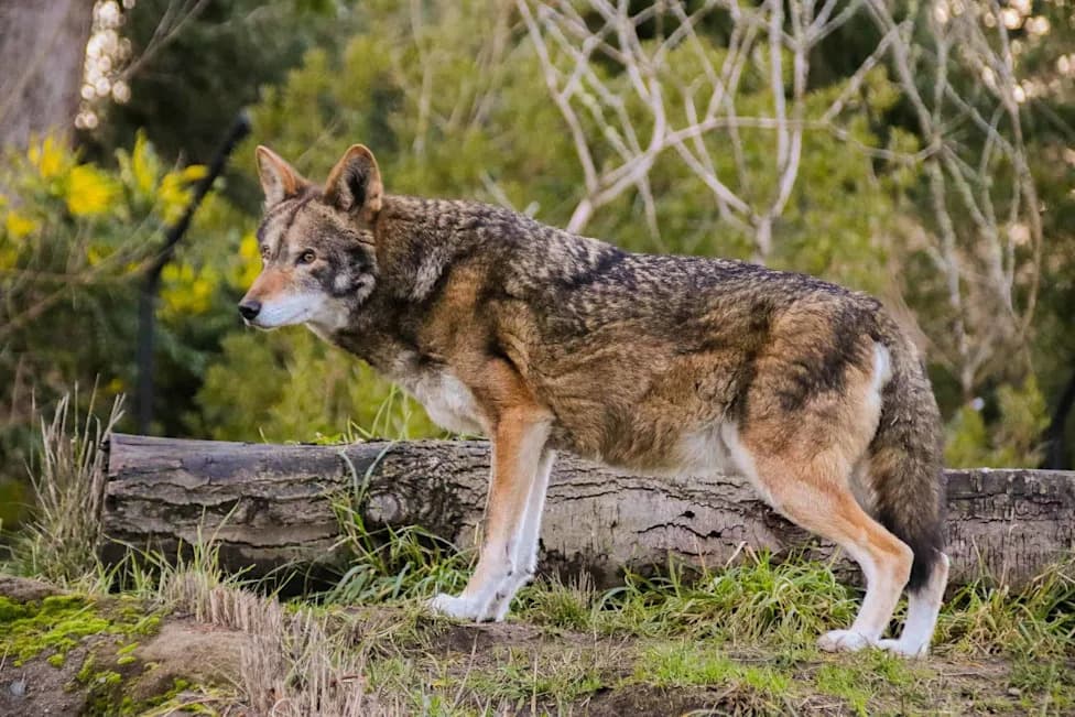Hope for Red Wolves: 23 Pups Born in North Carolina — Biggest Year Since 2013