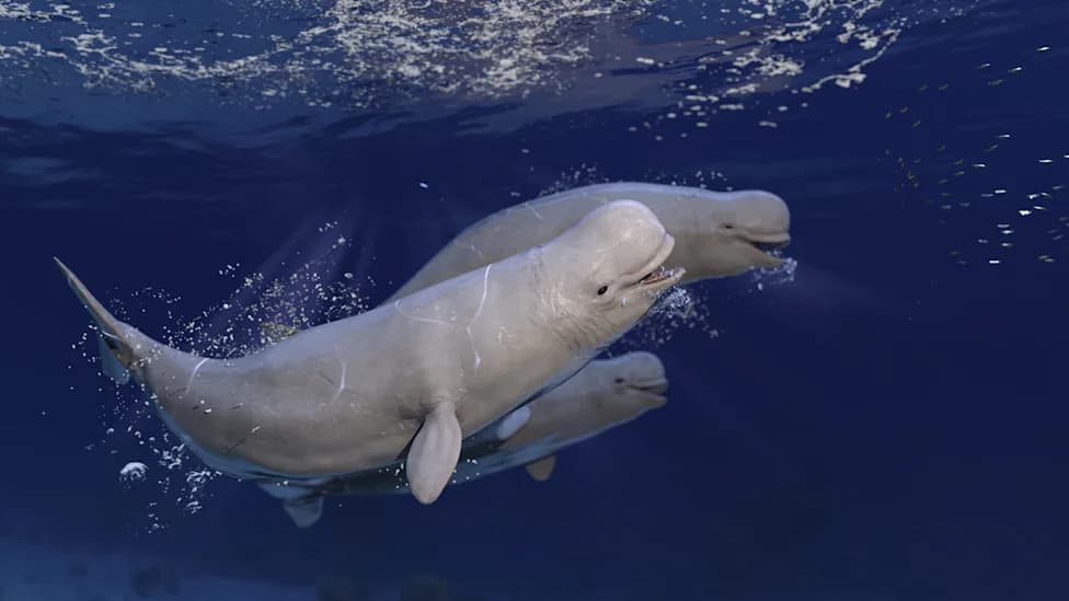 Four Rescued Belugas Arrive In Chicago After 500-Mile Transfer From Closed Canadian Park