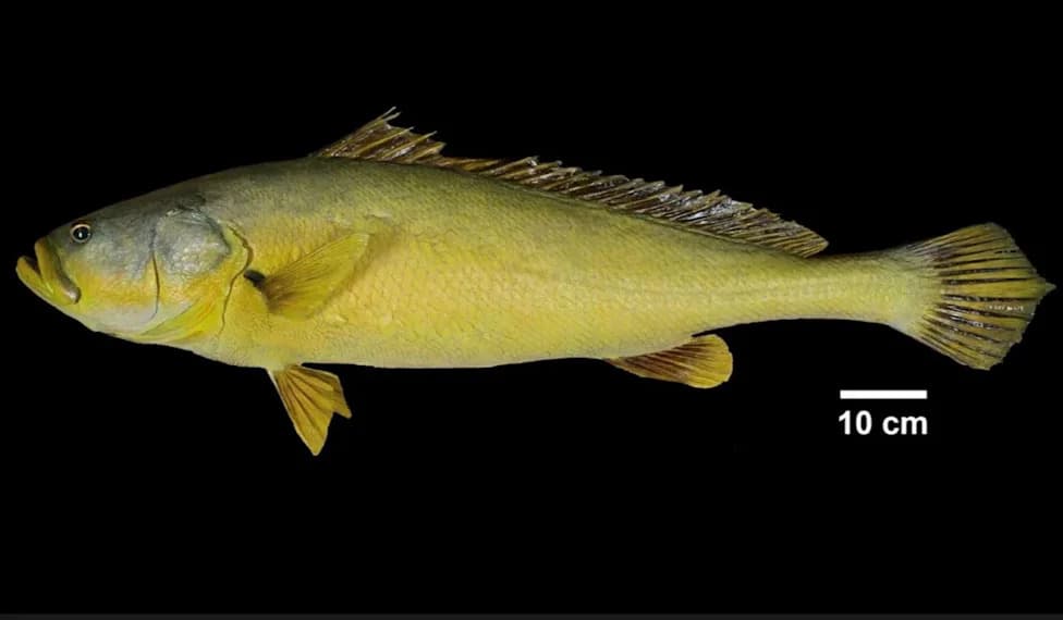 eDNA Detects Critically Endangered Chinese Bahaba in Western Hong Kong After 10+ Years