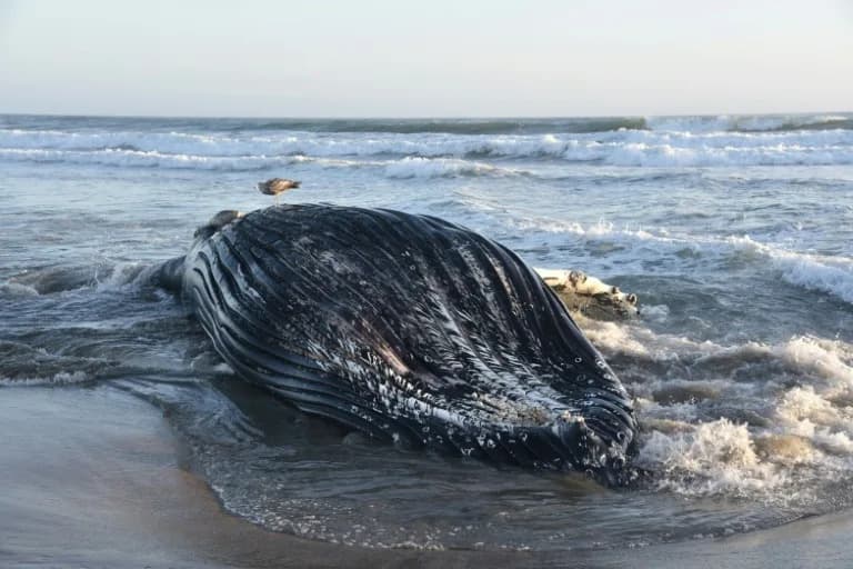 Marine Heat Wave Off California Is Driving Fish, Whales and Birds Into Peril