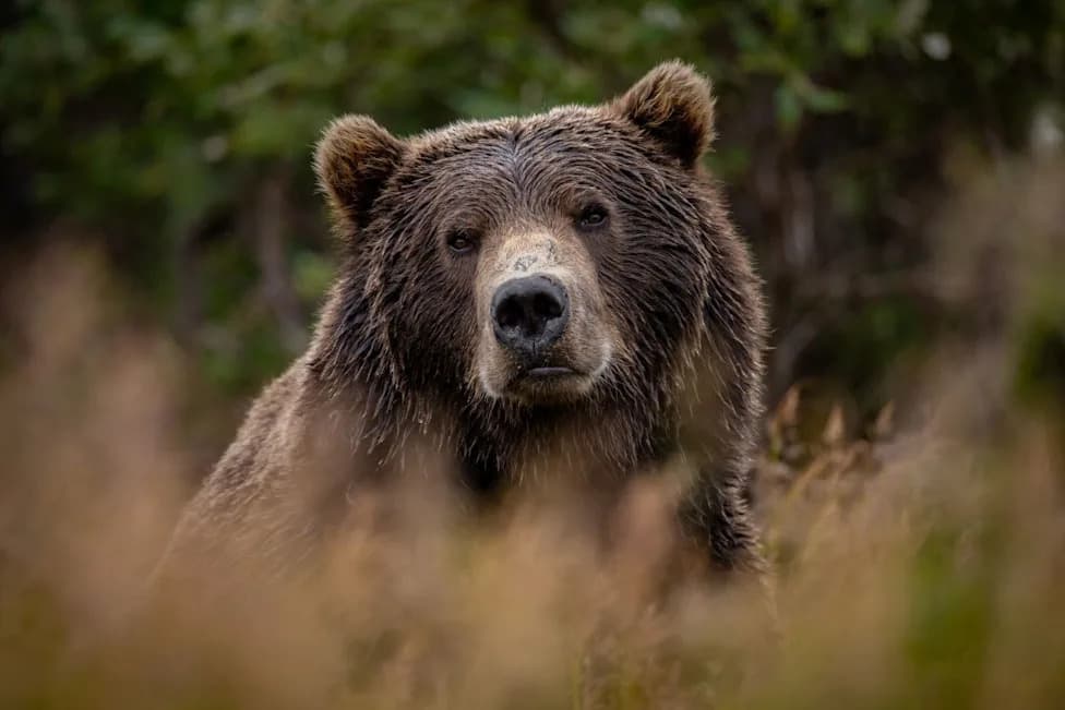 California Considers Study To Explore Reintroducing Grizzly Bears After Century-Long Absence