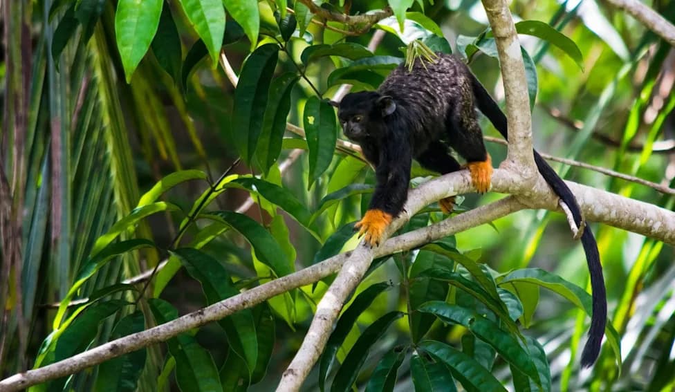 How Fernanda Abra and Projeto Reconecta Are Rebuilding Amazon Canopy Highways