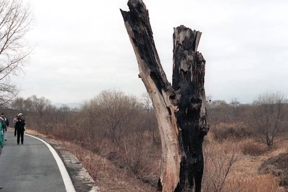 How an Axe Murder and a Tree Nearly Triggered World War III: The True Story of Operation Paul Bunyan