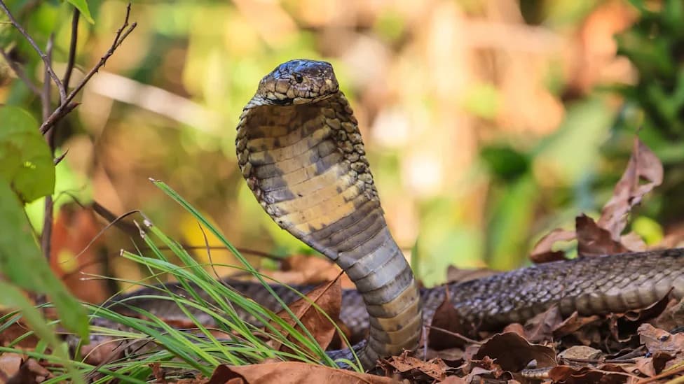 Mushroom Foragers in Nepal Discover Rare King Cobra Nest; Area Secured for Conservation