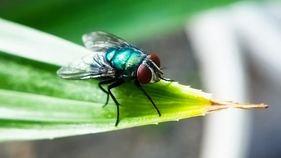 How the Smell of Death Could Help Trap Cattle-Killing Screwworms