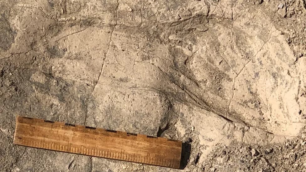 1.4-Million-Year-Old Footprints Suggest Paranthropus boisei Traveled in Male-Only Groups