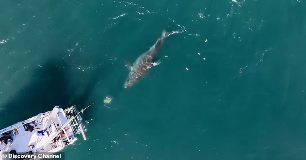 109 Great White Sharks Recorded Off Nova Scotia in One Month — Meet 20‑Foot ‘Big Rose’