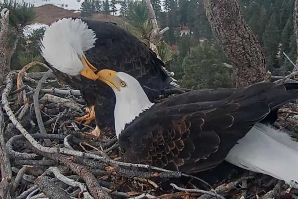Moon Camp Saved: $5.5M Brockman Gift Secures Jackie and Shadow’s Nest — But the Pair’s Future Is Uncertain