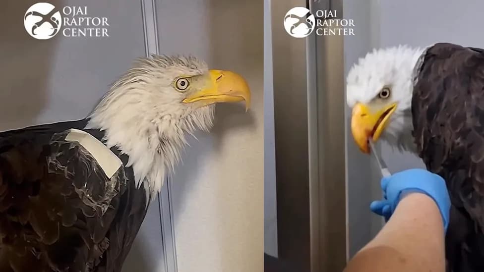 Injured Bald Eagle Jackie Stable But Still Critical; PCV Improves After Setback