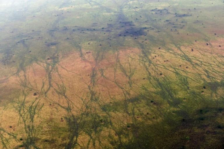 UNESCO Adds South Sudan’s Boma–Badingilo Antelope Migration to World Heritage In Danger