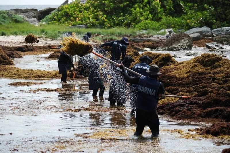 Record Sargassum Invasion Smothers Mexico's Caribbean Beaches, Threatens Tourism and Marine Life