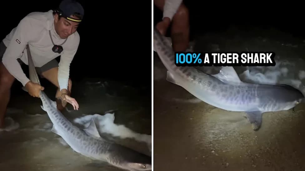 Expecting Brown Sharks, Anglers Haul Juvenile Tiger Shark Ashore on Cape Cod
