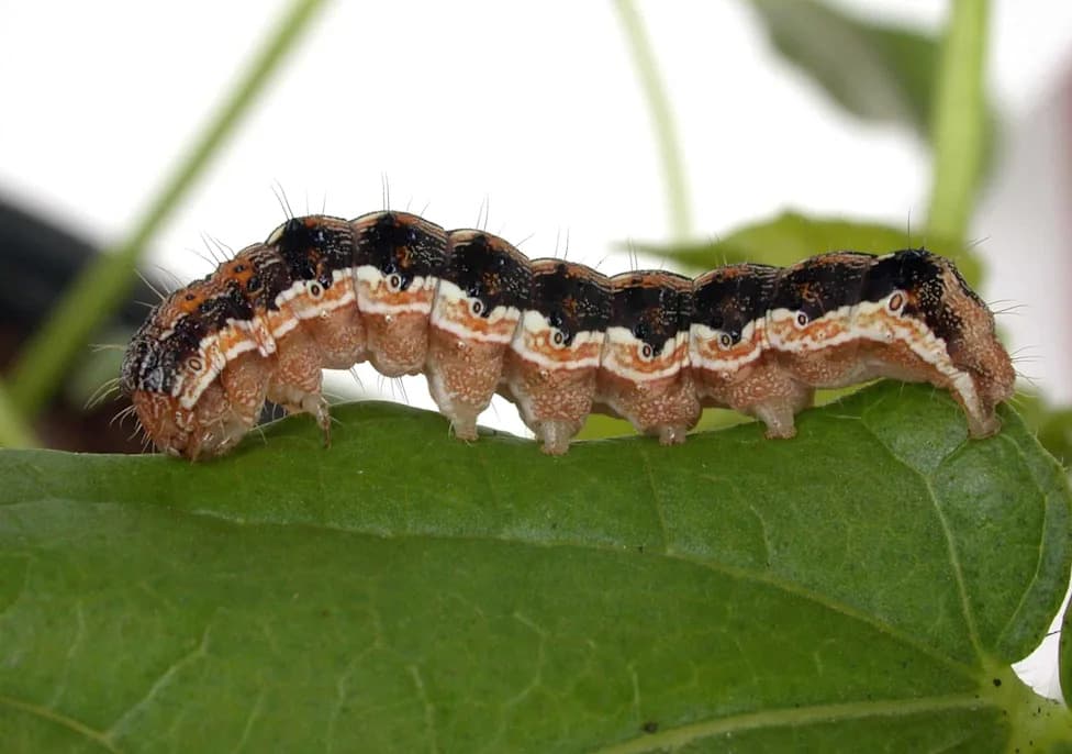 Cotton Bollworm Gut Fungi May Unlock a Way to Break Down Styrofoam