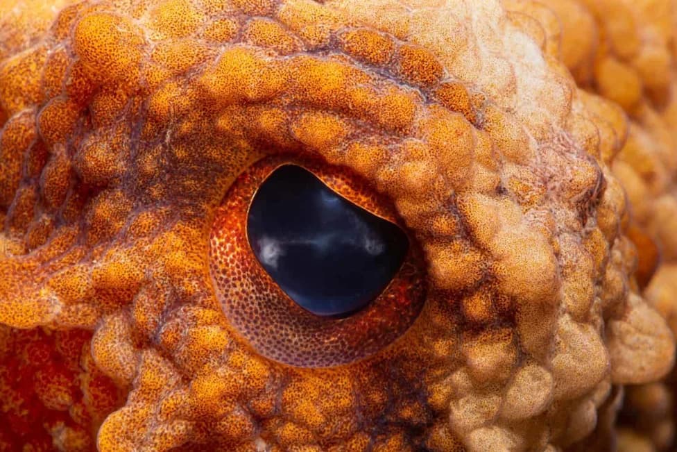 One Million Octopuses Spared After Five-Year Campaign as Nueva Pescanova Drops Farm Plan