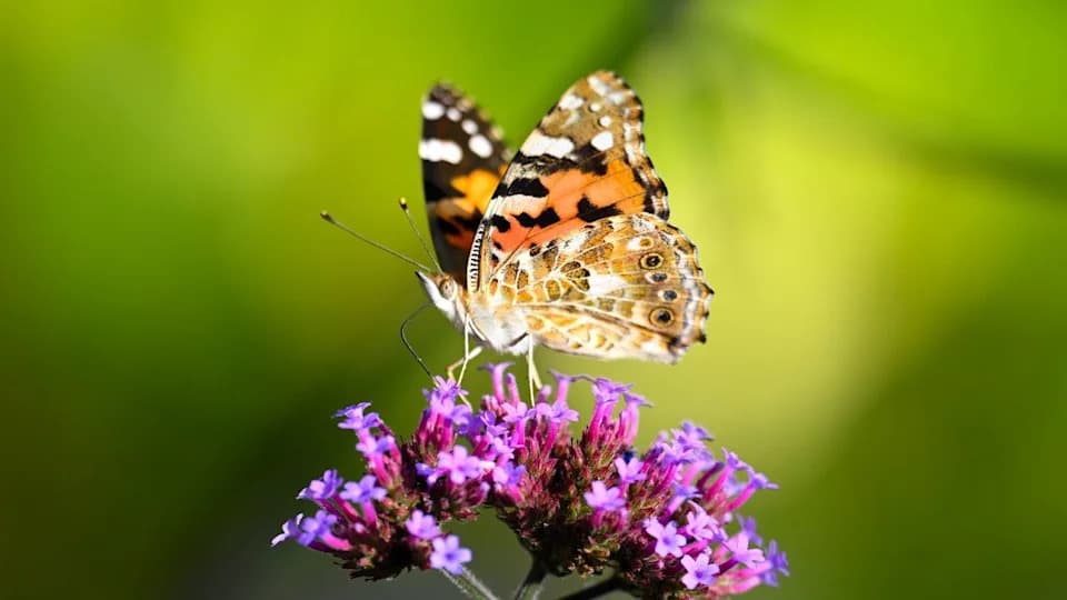 ‘Painted‑Lady Summer’: Britain Braces For Biggest Butterfly Influx In 17 Years