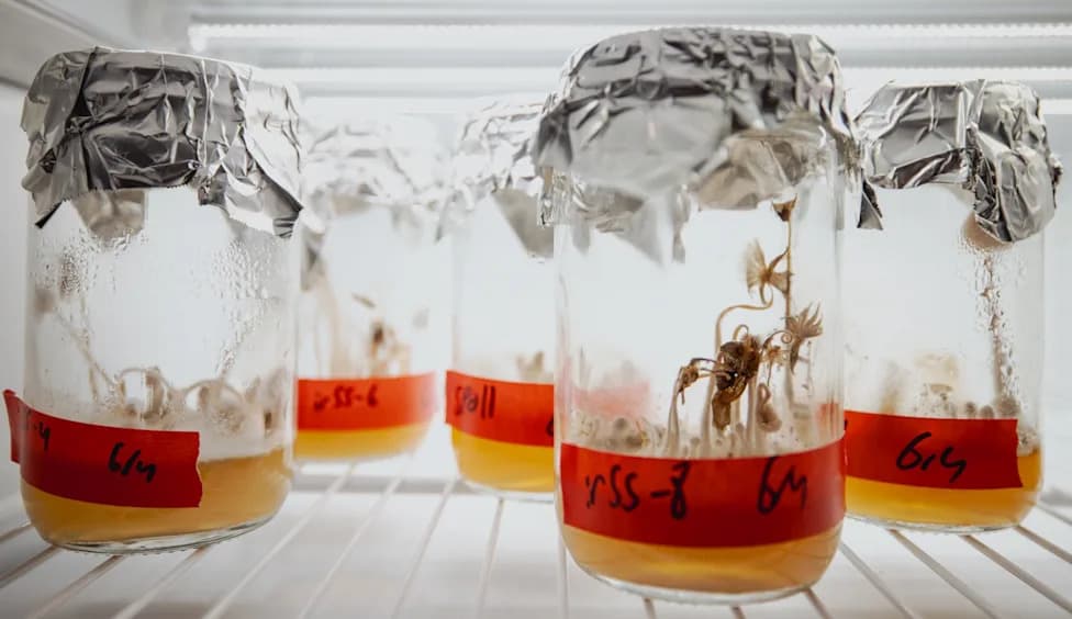 From Leftovers To Lunch: Stanford Uses Fungi And Chefs To Turn Food Waste Into Tasty, Climate-Friendly Foods