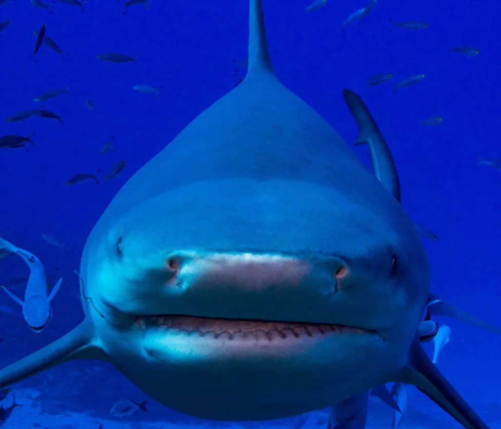 Why Sharks Keep Stealing Anglers’ Catches — And How NOAA Is Responding