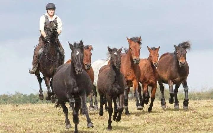 New Forest Pony Drifts Postponed After Equine Flu Outbreak — First In About 30 Years