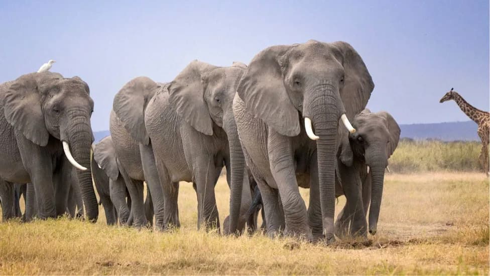 Mystery in Amboseli: 14 Elephants Found Dead as Kenyan Authorities Launch Urgent Probe