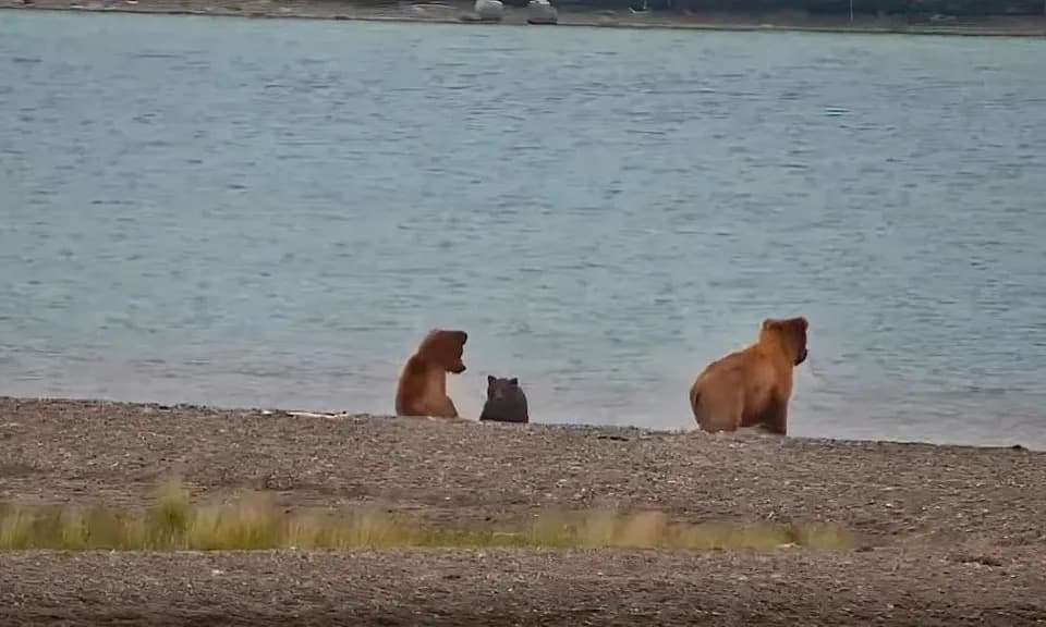 Bear 806 Kills Cub on Brooks River Live-Cam — Katmai Conservancy Schedules Live Chat