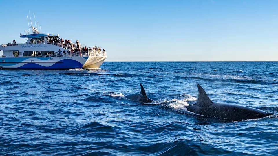 Orcas Sink Another Yacht Off Spain — Six-Year Pattern Of Rudder Attacks Continues