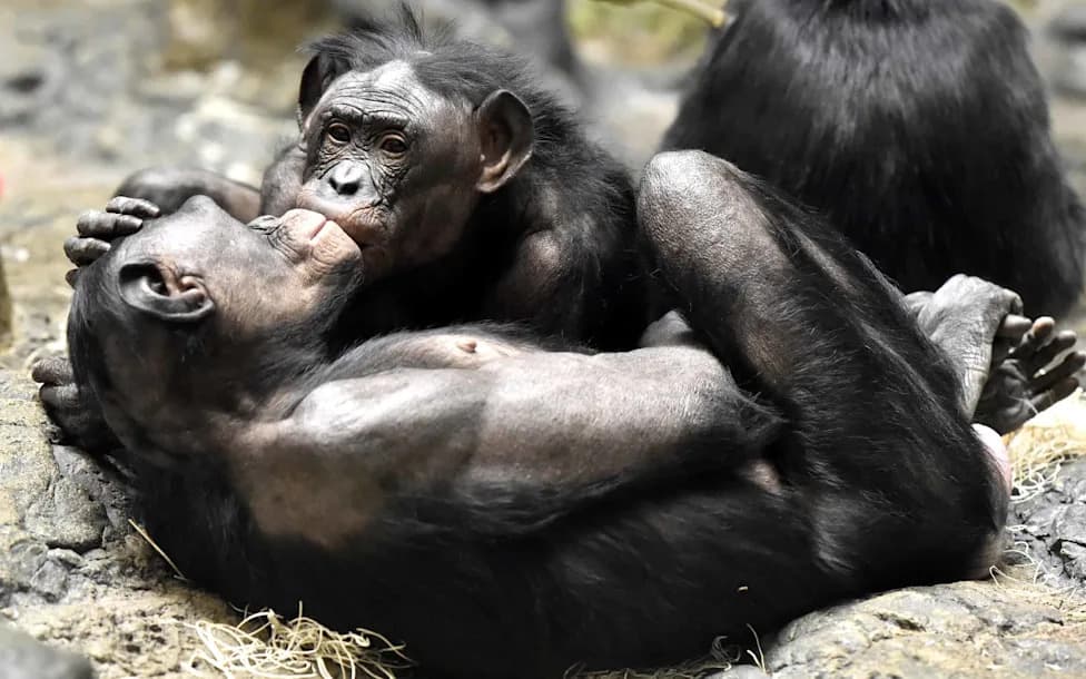 Hug Trains and Hand-in-Mouth Trust: How Chimps and Bonobos Use Touch to Prevent Food Fights