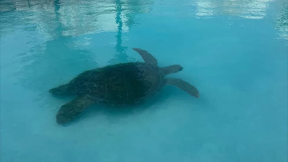Cayman Rescue: 400‑Pound Green Sea Turtle Pulled From Pool and Returned to Sea