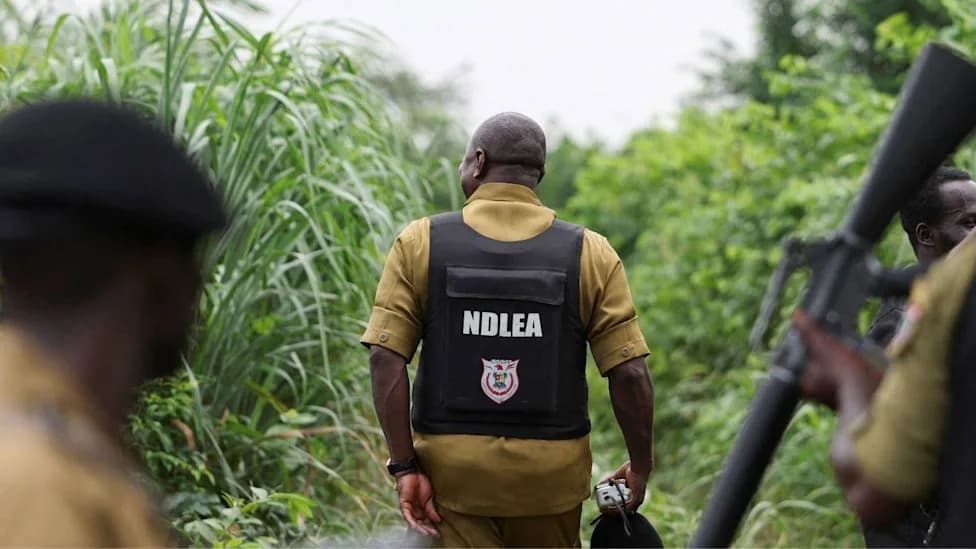 Mexican Cartels Set Up Meth Labs in Nigerian Forests as Global Trade Shifts