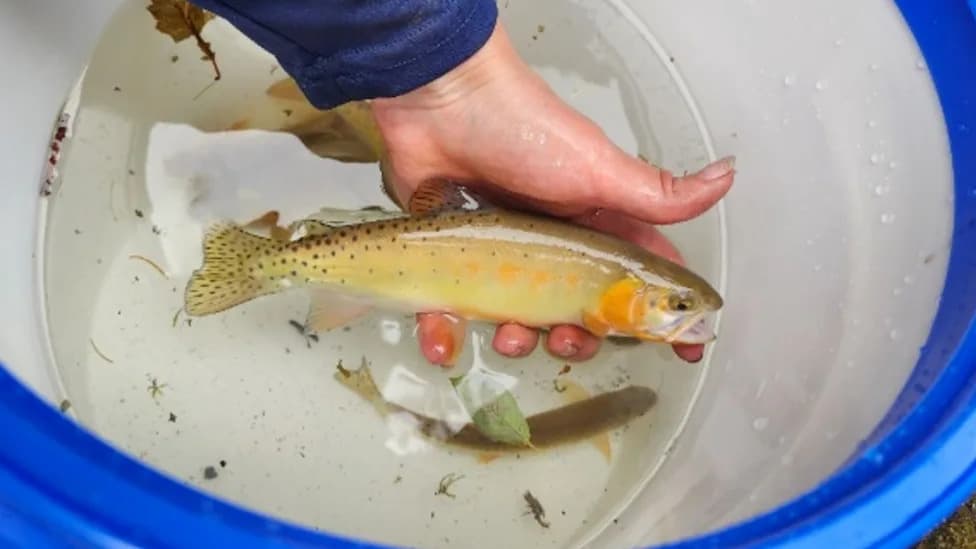 Narrow Rescue: Colorado Saves 103 Genetically Unique Cutthroat Trout From Gold Mountain Fire