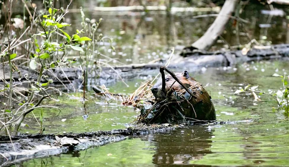 Beavers Breathe Life Back into Mount St. Helens Riverbed — A Federal Plan Could Bury the Recovery