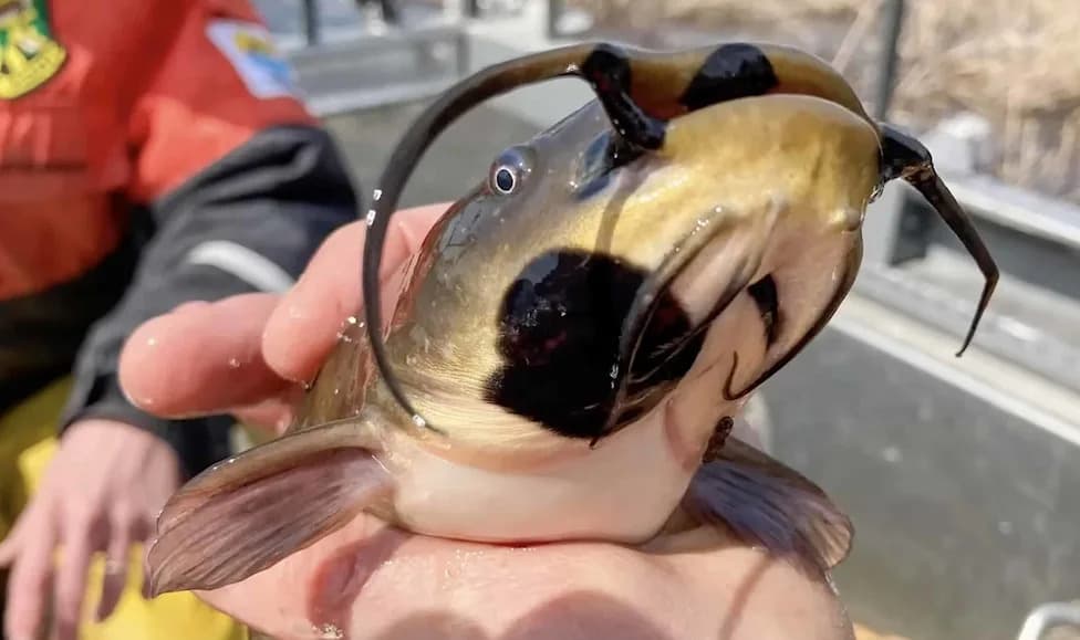 Contagious Melanoma Sweeps Bullhead Catfish — Up To 40% Infected In Lake Memphremagog