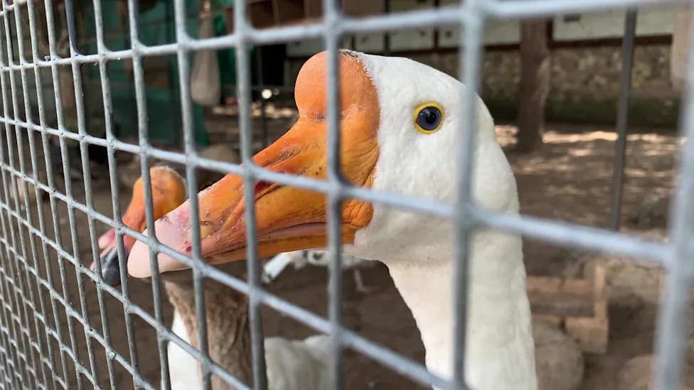 Brazil Bans Foie Gras Production and Sales, Blocking French Imports