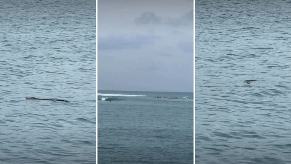 Huge Crocodile Filmed Beside Iconic Macaronis Surf Break as Top Pros Paddle Nearby