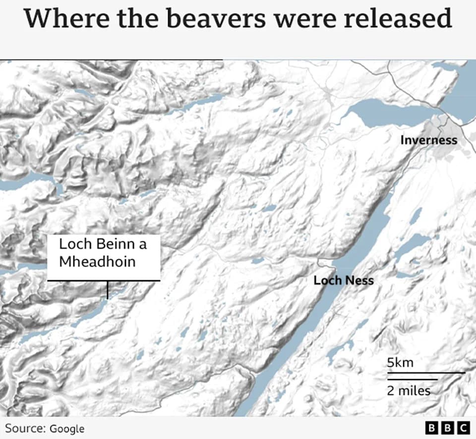 First Wild-Born Beavers In Glen Affric In Over 400 Years — A Rewilding Milestone