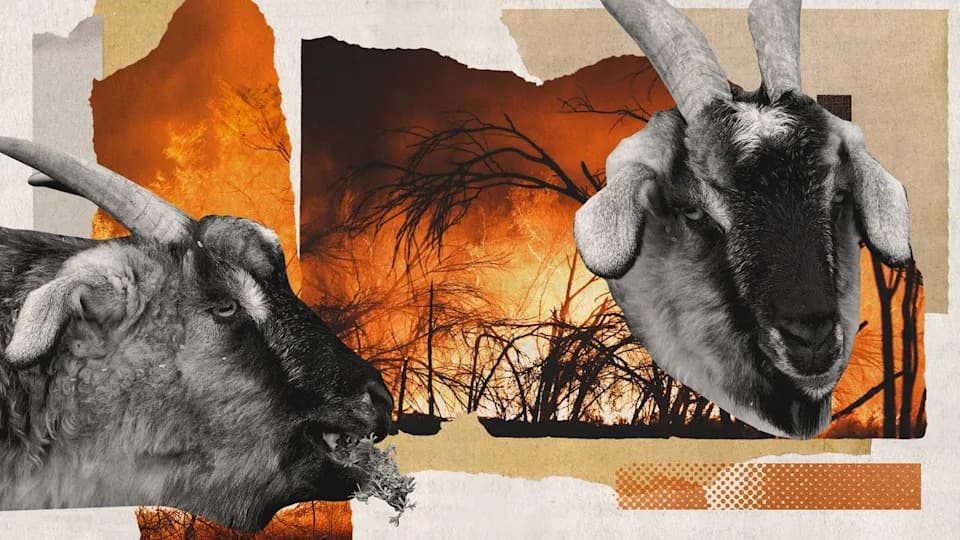 Goats, Sheep and Small Cows: Natural Allies in Wildfire Prevention