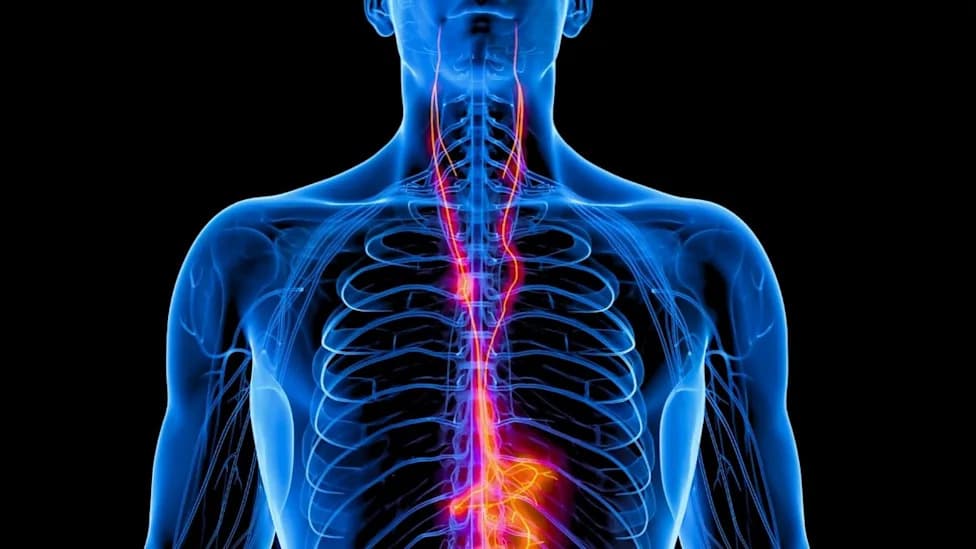 Calories to Memory: Rat Study Reveals Vagus Nerve Pathway That Boosts Memory Signals