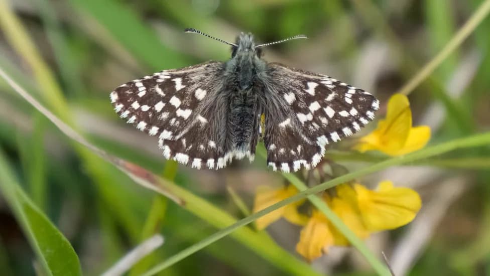 From Landfill to Lifeline: Brookhurst Wood Now Home to Three Vulnerable UK Butterflies